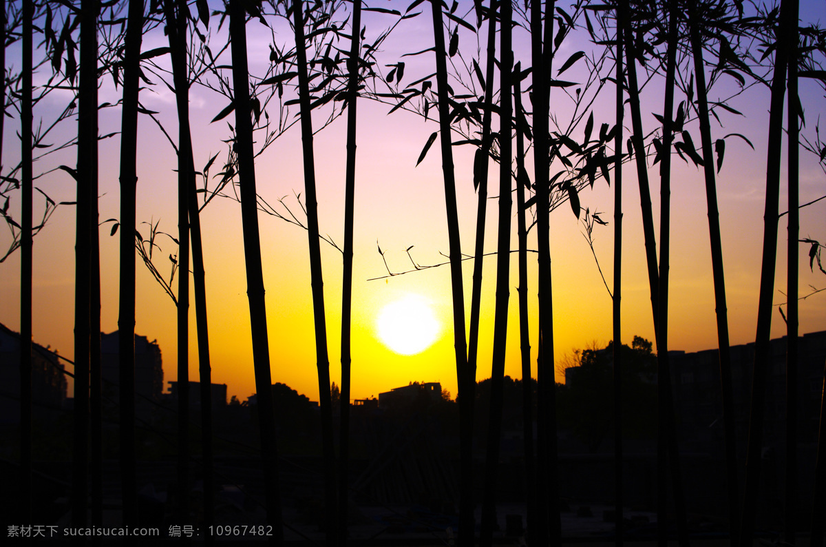竹林落日 竹林 夕阳 剪影 红日 自然风景 自然景观