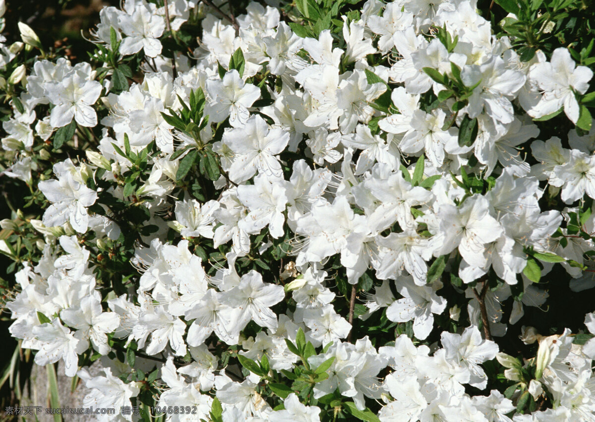 白色 鲜花 花丛 花朵 野外 生物世界