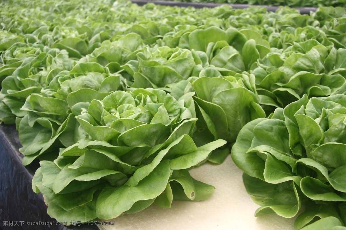 水培奶油生菜 水耕菜 绿色食品 无公害食品 大棚蔬菜 生物世界 蔬菜