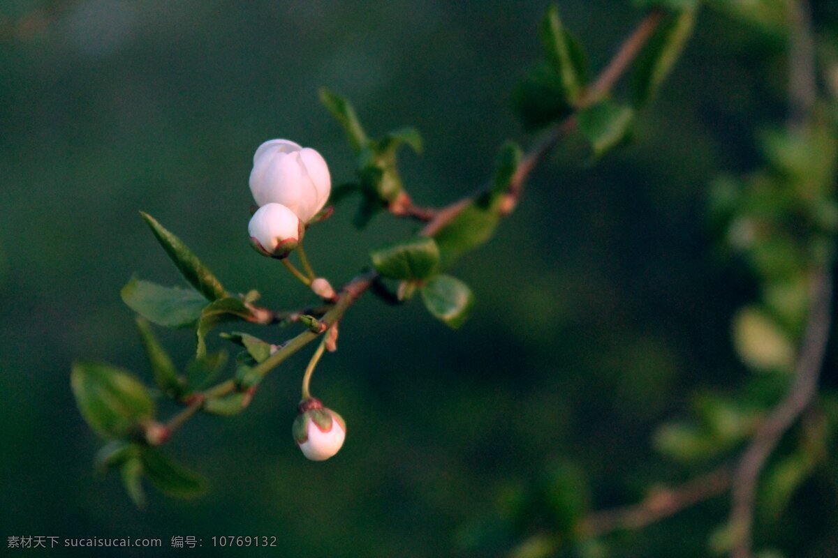 鲜花 鲜花背景 高清鲜花 花 花背景 唯美 唯美背景 花朵 玫瑰 rose 石榴花 芙蓉花 荷花 栀子花 山茶花 茶梅花 桃花 樱花 杏花 梨花 月季花 玫瑰花 茉莉花 蔷薇花 迎春花 海棠花 兰花 桂花 菊花 梅花 丁香花 金银花 凌霄花 水仙花 那些花儿 生物世界 花草