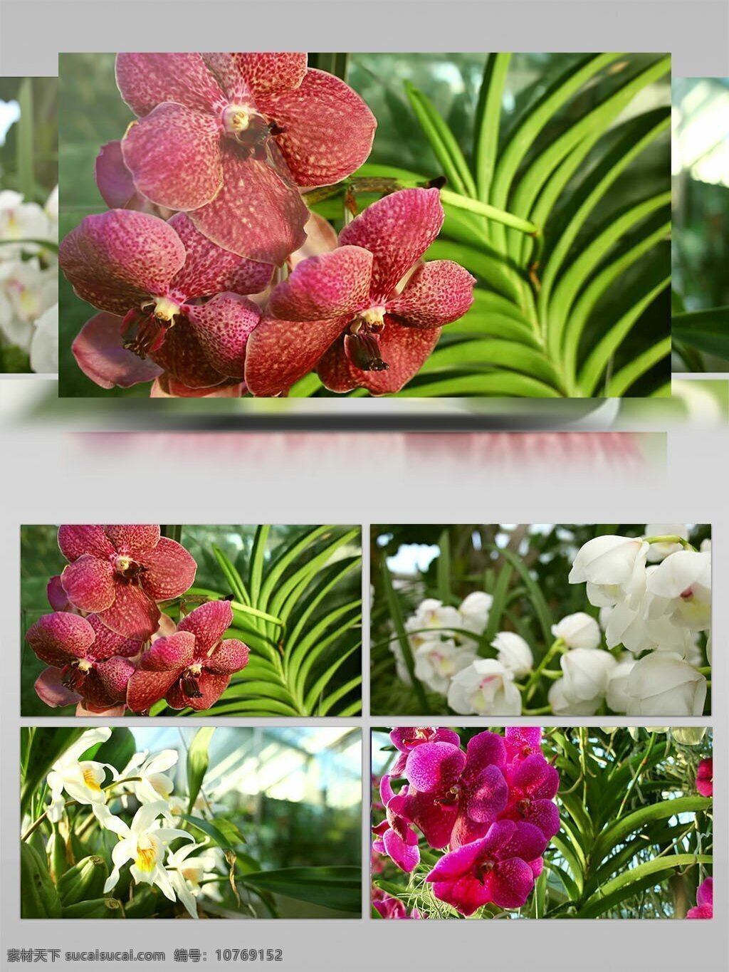 各种 花朵 实拍 视频 花丛 开花 花丛中 春天 美丽花朵