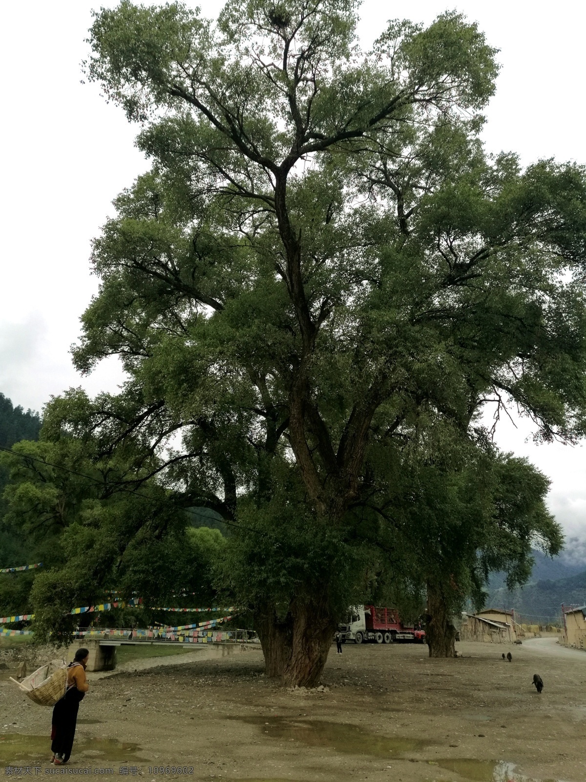 藏地风光 甘肃旅游 甘南旅游 大槐树 村落 藏族同胞 藏族妇女 藏黑猪 茂密的大树 村道 各地风光 旅游摄影 国内旅游