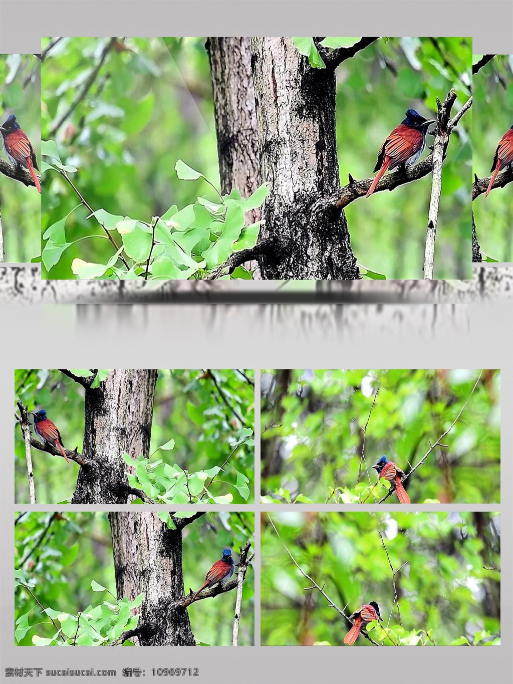 漂亮 红 寿 带 短 尾巴 母 鸟 春天 绿色 森林 树叶 超清 春色 动物 鸟儿 小鸟 自然 美丽 实拍 视频 树枝
