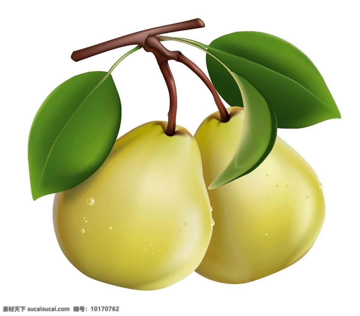 矢量梨素材 梨 梨素材 矢量梨 水果 水果设计 矢量水果 新鲜水果 矢量素材 蔬菜水果 生物世界 白色