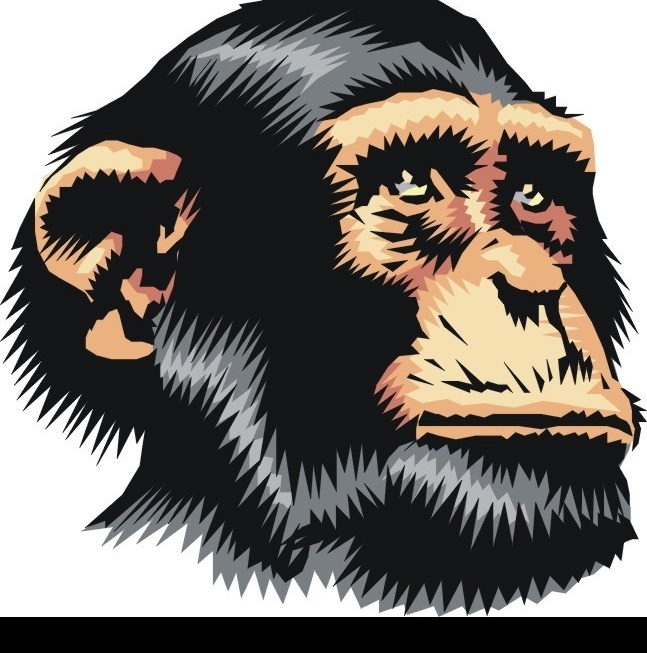 黑猩猩 矢量黑猩猩 猿人 头 生物世界 野生动物 矢量图库