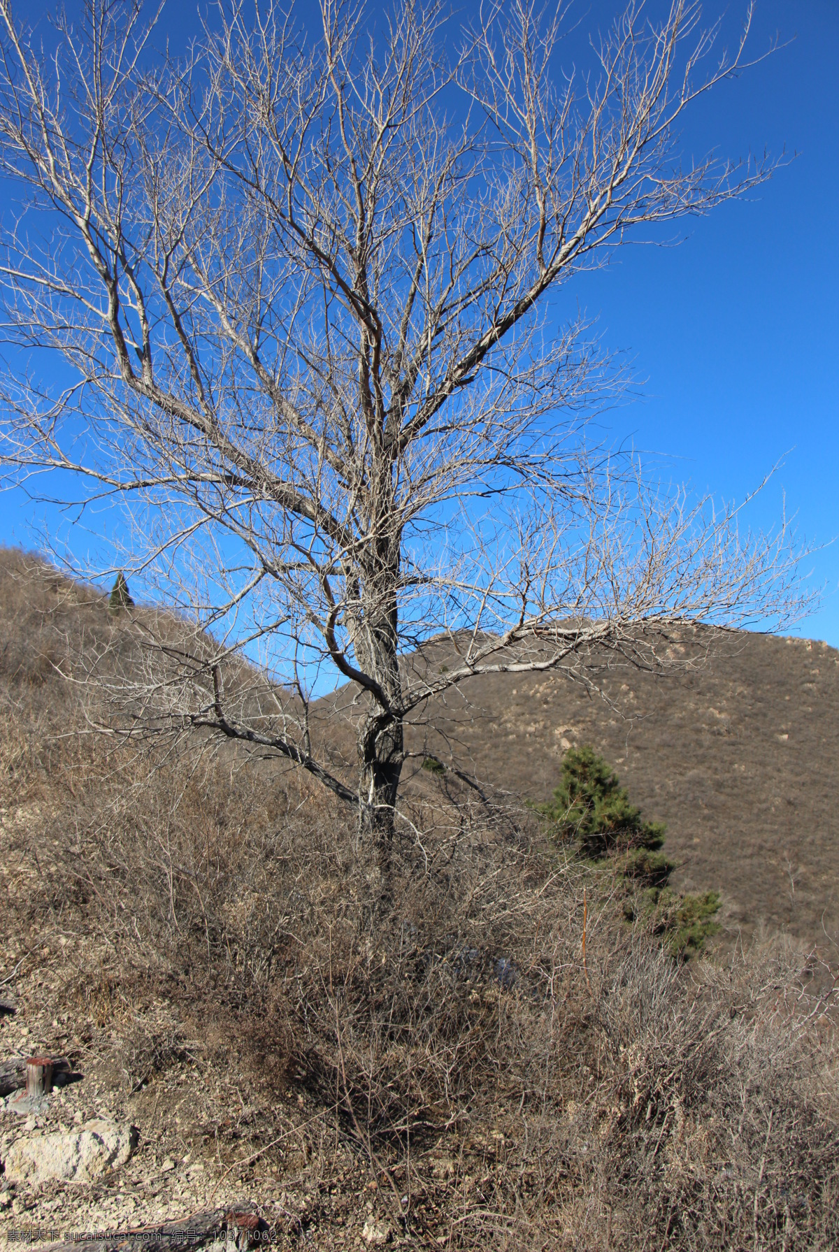 孤树图片 冬山 孤树 蓝天 荒草 枯黄 舞彩浅山 舞 彩 浅山 登山 步道 旅游摄影 自然风景