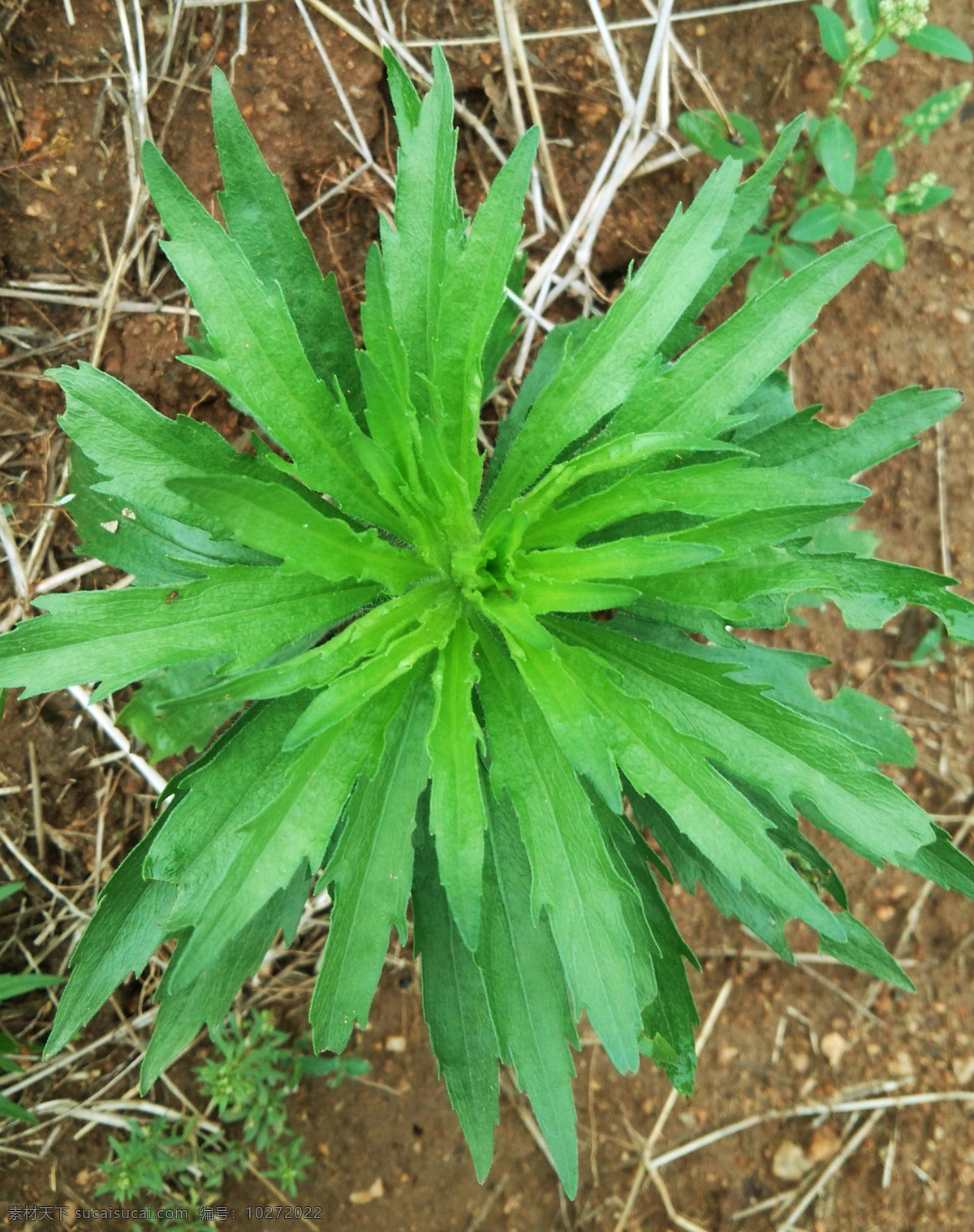 小飞蓬 小蓬草 花园 飞蓬 小草 野草 草丛 野地 蓝天 绿色 植物 杂草 草 绿草 生机 生物世界 花草