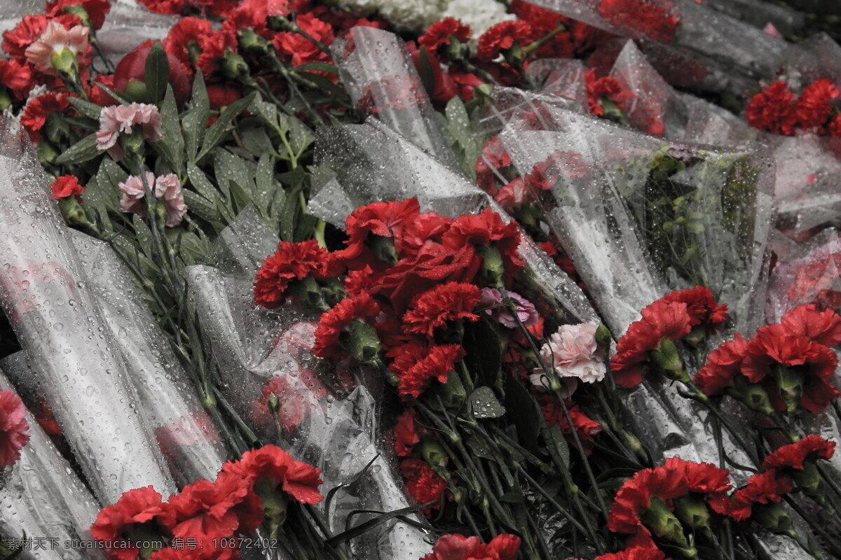 高清 红色 康乃馨 花束 红色鲜花 鲜艳花朵 花卉摄影 花草植物 鲜花 特写