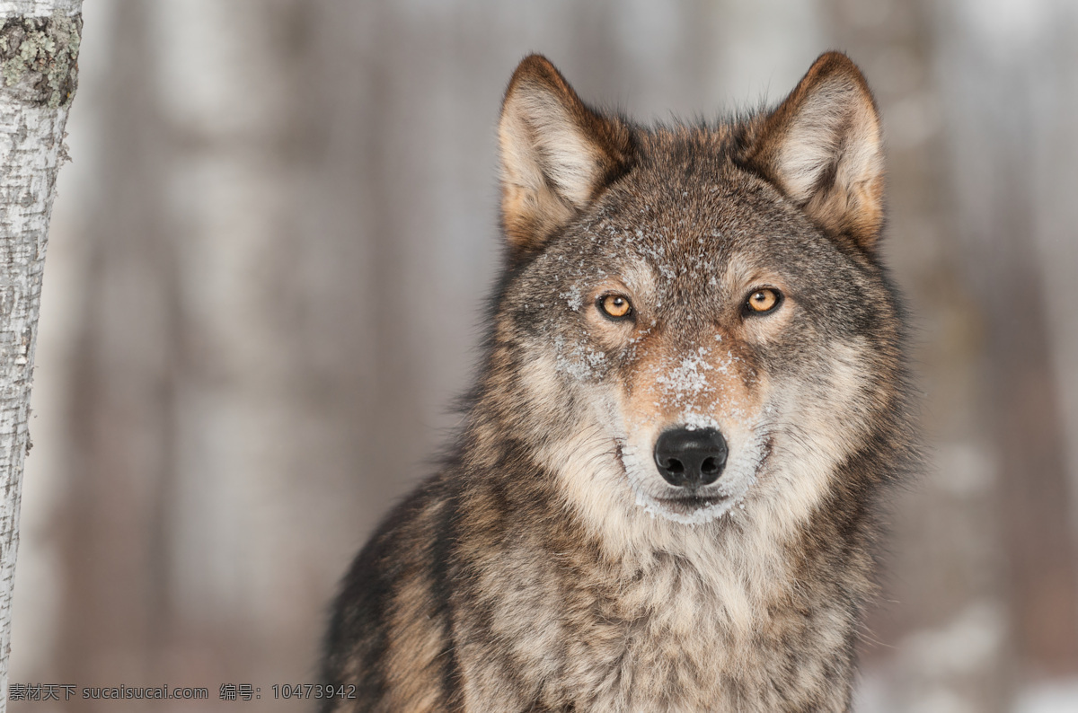 只 狼 一只 动物 生物 野生动物 陆地动物 生物世界