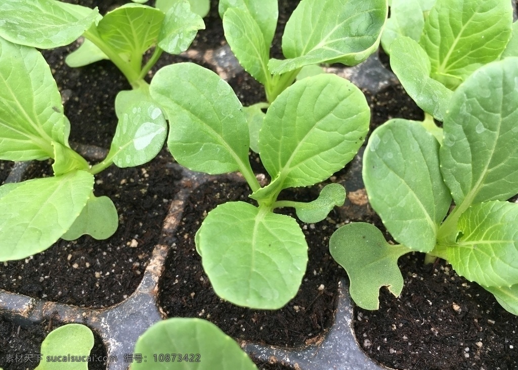 油麦菜 幼苗 有机 绿色 健康 无公害 大棚 地膜 农业 科技 农产品 蔬菜 植物 生物世界