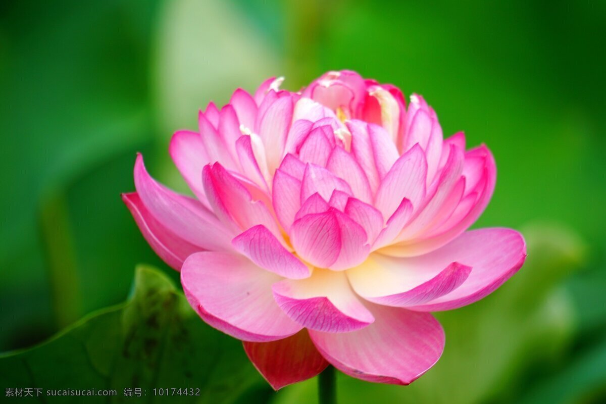 鲜艳 荷花 风景 高清 鲜花 粉色 粉花 荷塘 夏日