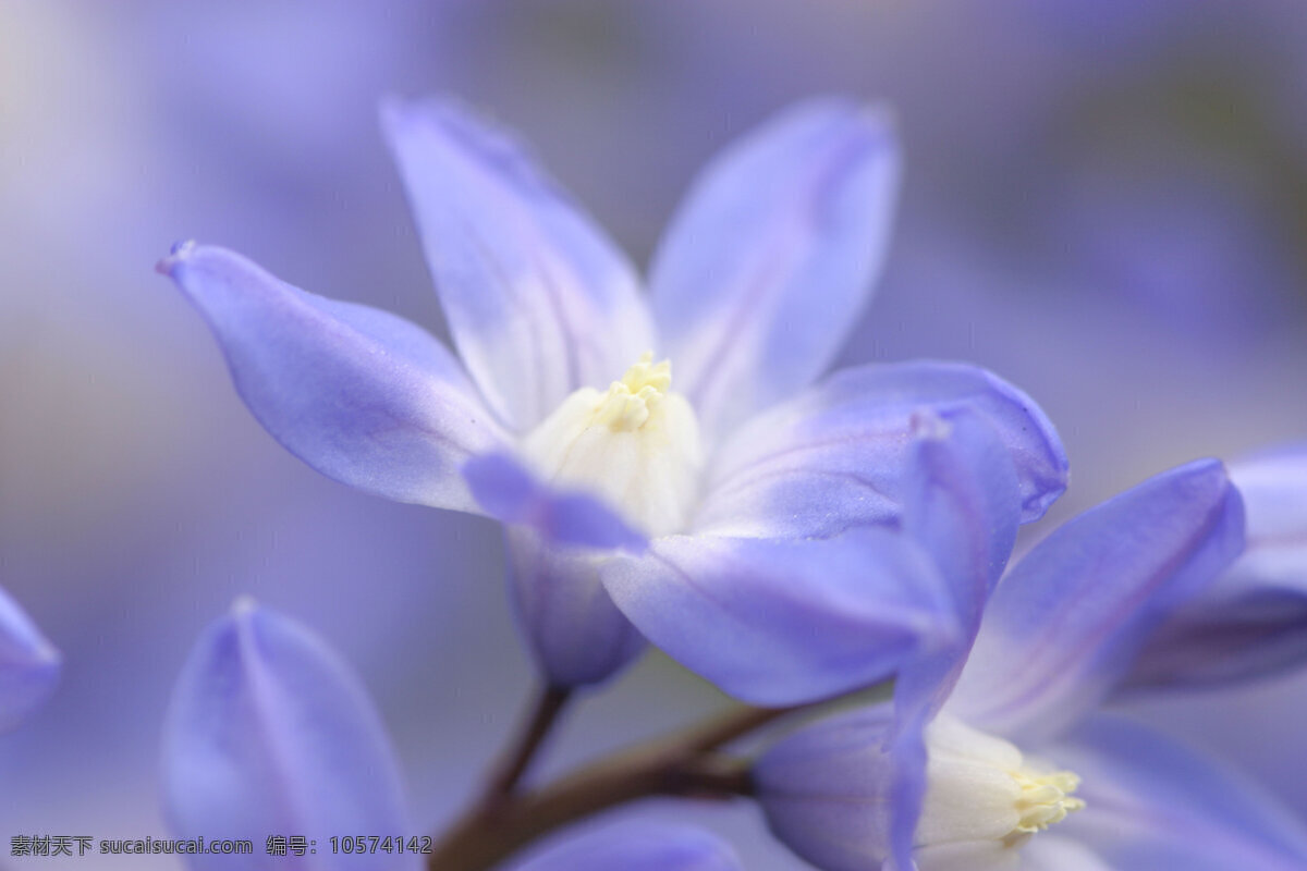 紫色野花 野花 花卉 鲜花 花朵 美丽鲜花 美丽风景 摄影图 花草树木 生物世界 蓝色