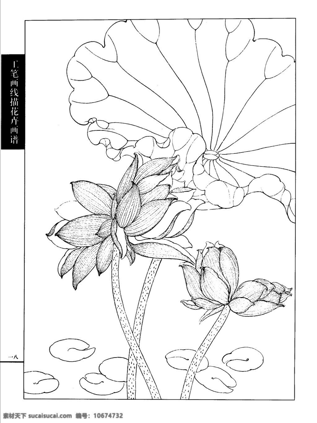 工笔 荷花 白描 画谱 线描 绘画书法 文化艺术