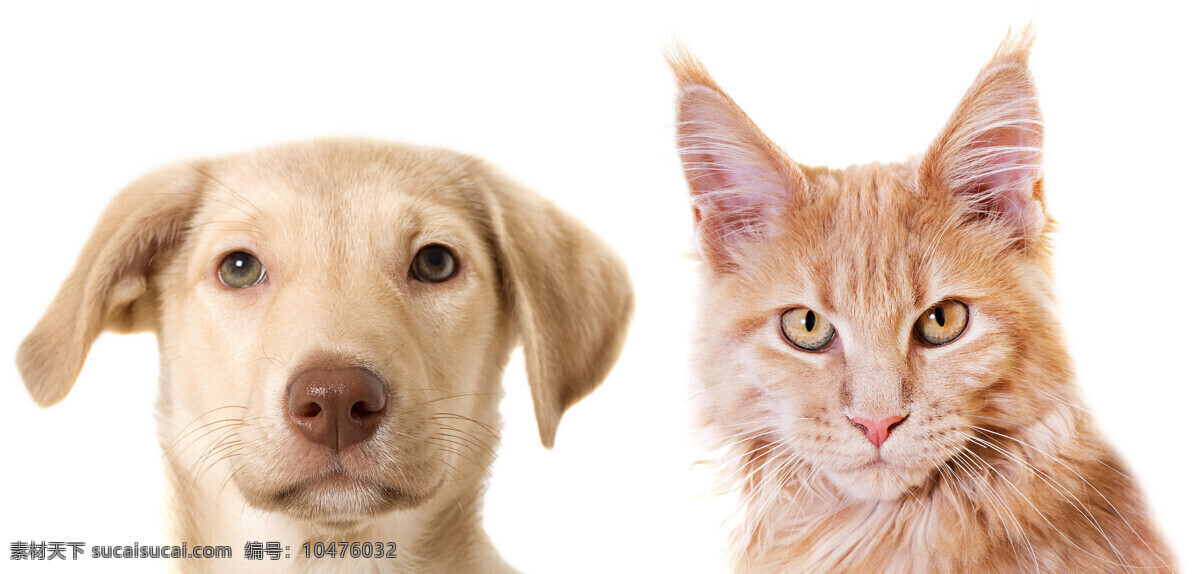 宠物猫狗 唯美 可爱 动物 生物 宠物 宠物猫 小猫 生物世界 家禽家畜