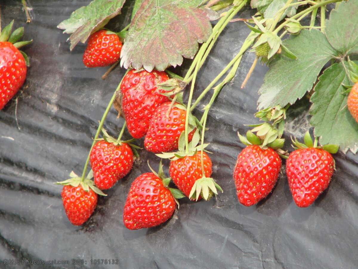 草莓 园里 丰收的季节 诱人的水果 草莓图片 一片草莓地 红草莓 绿色风景 田园风光 绿色风景素材 jpg图片 自然景观