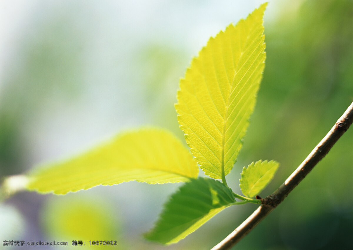 绿叶 树叶 绿色 新鲜 清新 叶子 绿意 树木树叶 生物世界 植物 春天 绿色环境 高清图片 花草树木 黄色