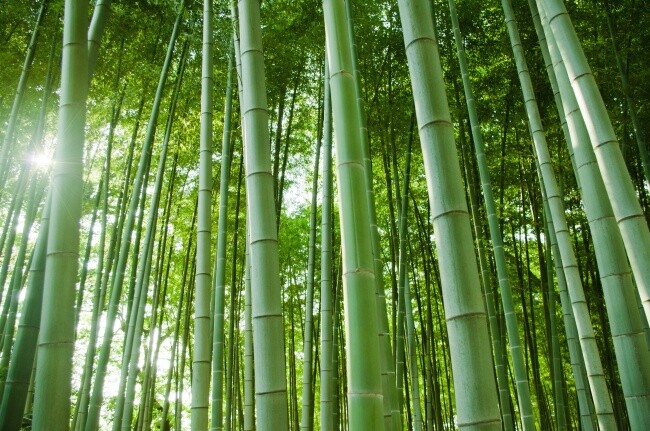 清新 绿色 竹林 风景图片 绿竹 绿色竹林 绿竹林 竹林风景