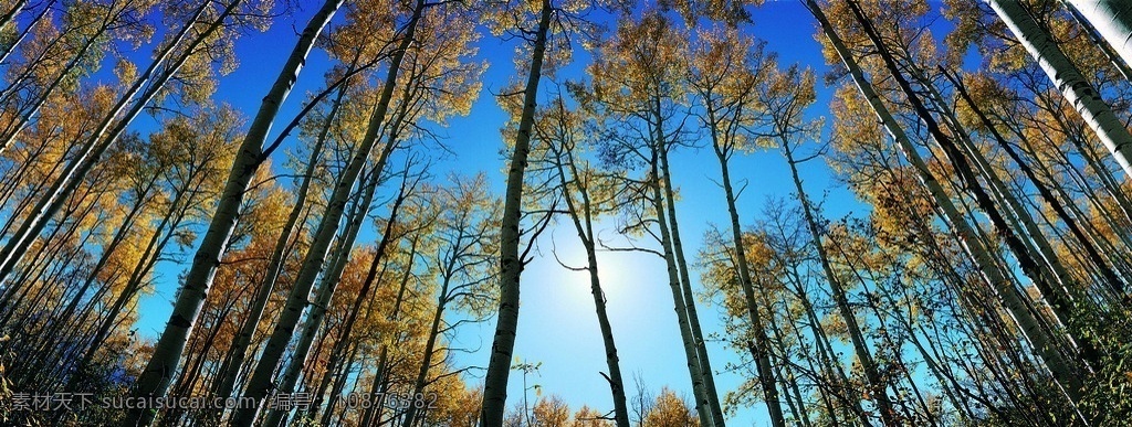 树林 中 仰望 天空 树木 阳光 阳光下的树木 蓝天 自然景观 自然风景