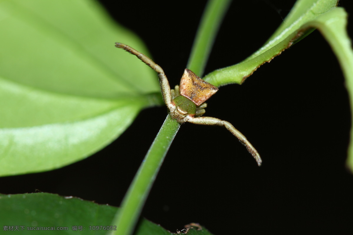 植物 上 蜘蛛 动物摄影 节肢动物 其他类别 生活百科