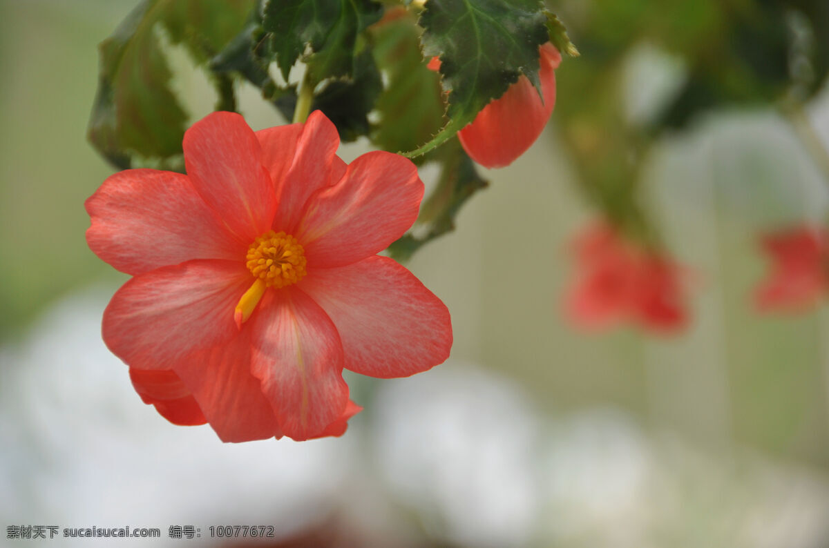 球根海棠 高清 花卉 粉红 花瓣 绿叶 鲜花 花儿 红花 花草 生物世界 花草树木