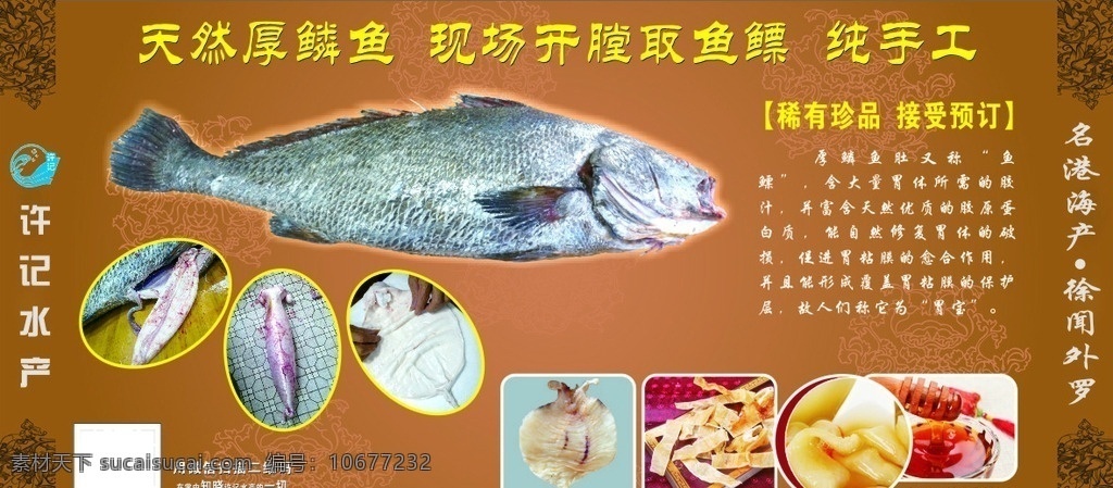 厚鳞鱼肚广告 厚鳞鱼 鱼肚 鱼鳔 许记海产 海报 海产