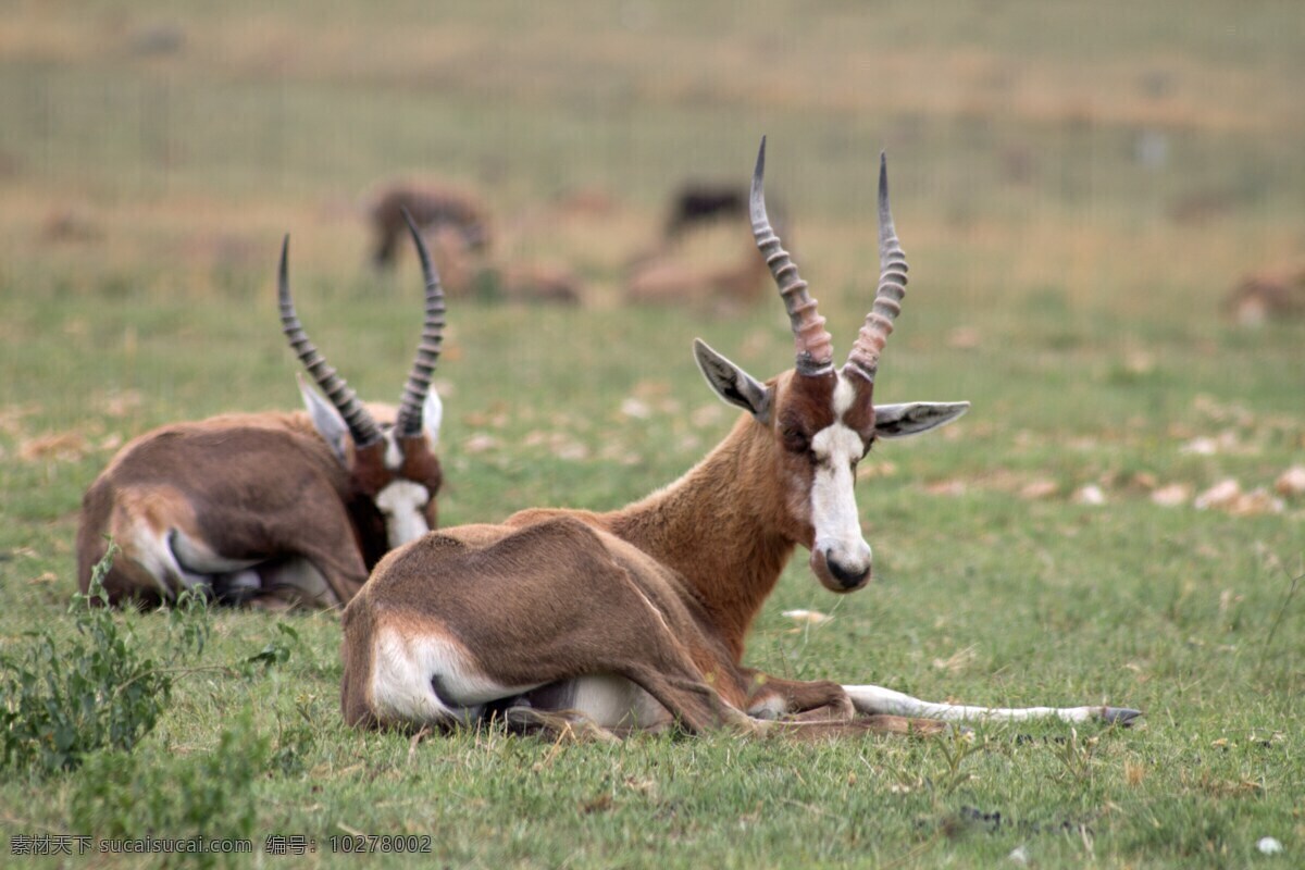 藏羚羊 羚羊 野生羚羊 野生动物 食草动物 草原动物 保护动物 珍稀动物 生物世界