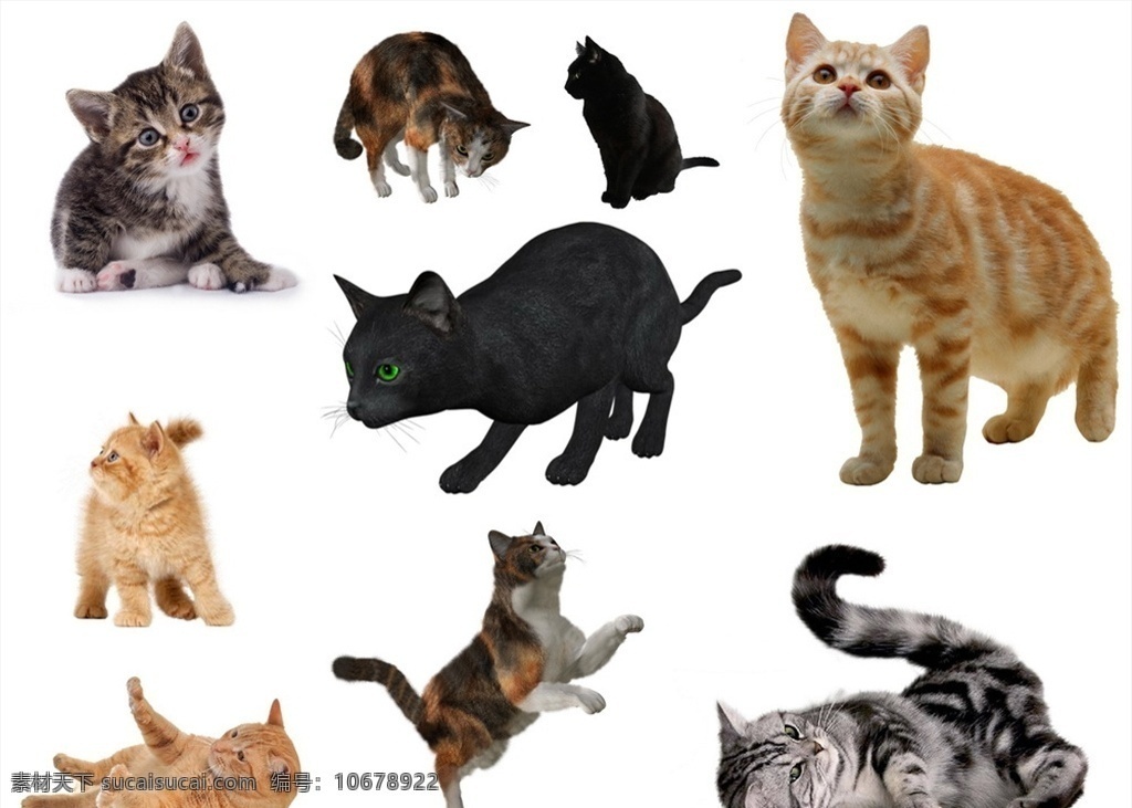 猫 免 扣 高清 素材图片 猫png 猫psd文件 猫免扣素材 猫素材 猫png素材 各种 生物世界 野生动物