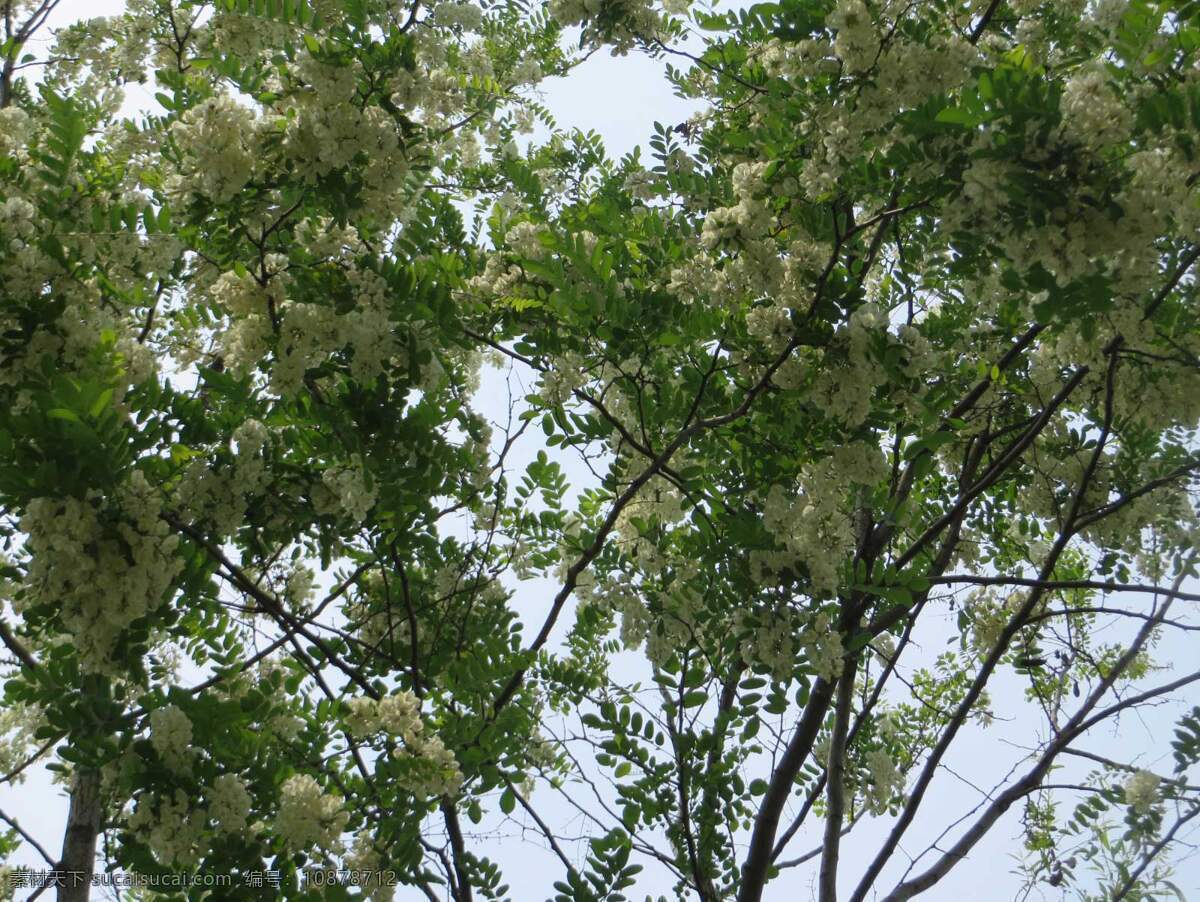 槐花树 白槐花 白色花 蝶形花 洋槐花 绿色 摄影类 生物世界 花草 灰色