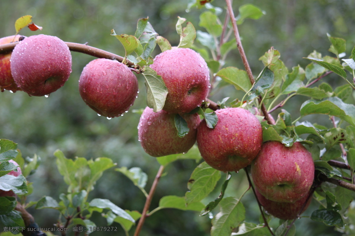 红富士 红苹果 夏苹果 丑苹果 嘎啦苹果 新鲜苹果 烟台苹果 富士苹果 水晶红富士 果园 叶鑫 生物世界 水果
