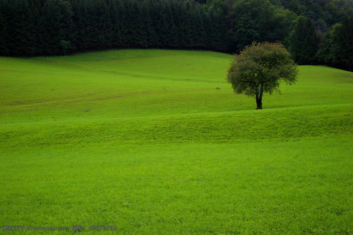 草地 树木 绿树 绿色植物 草坪 青草 小草 绿草 绿色风景 草地风景 风景图 生物世界 花草