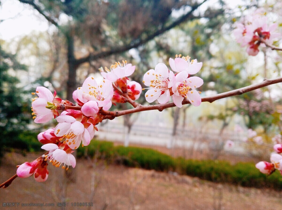 桃花摄影 花卉 桃花 花朵 花 春天