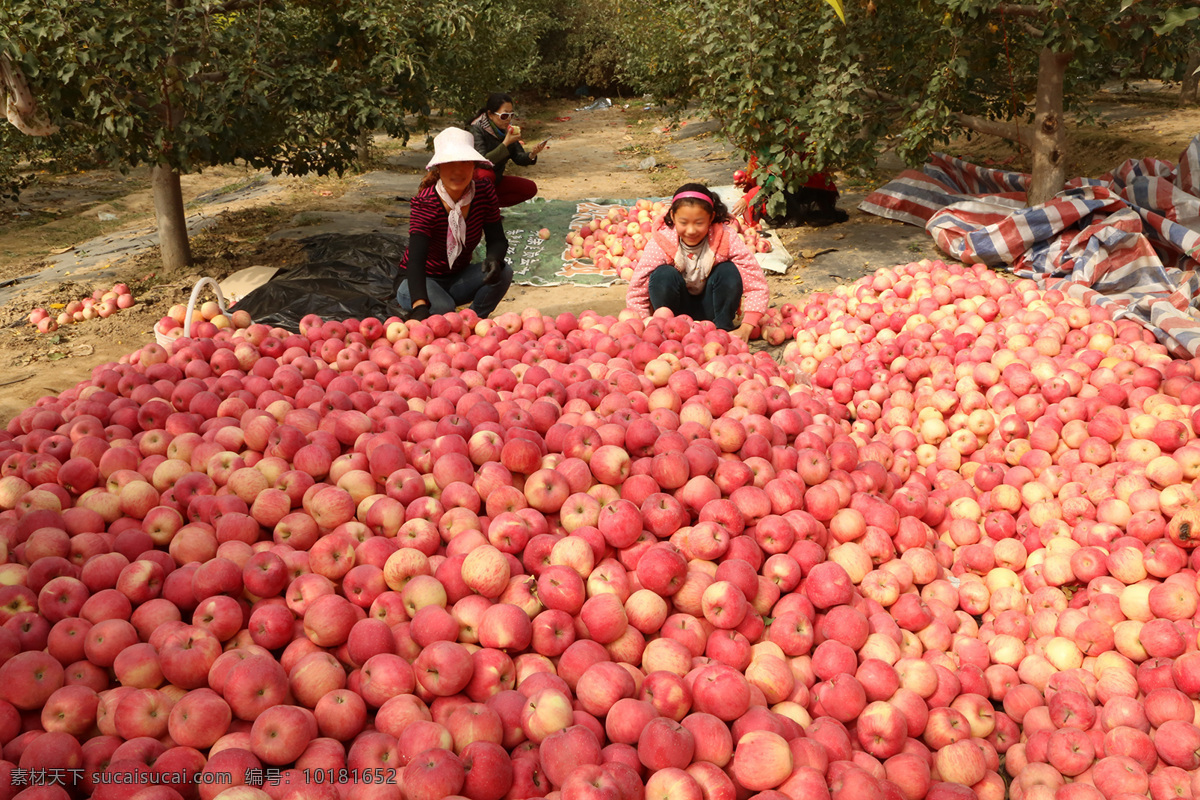 红红的大苹果 喜获丰收 苹果堆 苹果挑选 红富士苹果 静宁红富士 摄影图片包 自然景观 田园风光