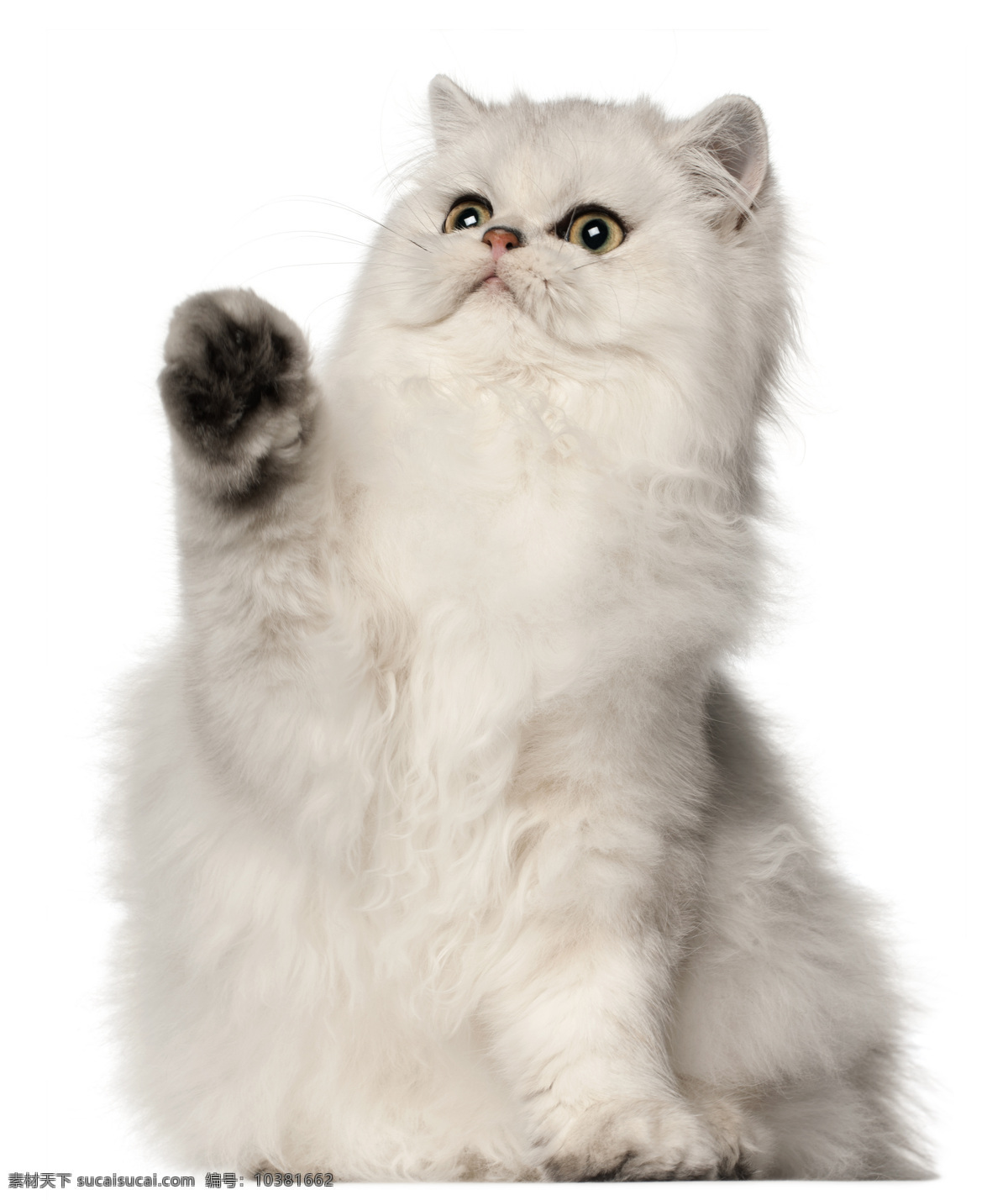 猫 小猫 宠物 可爱 动物世界 波斯猫 陆地动物 生物世界 白色