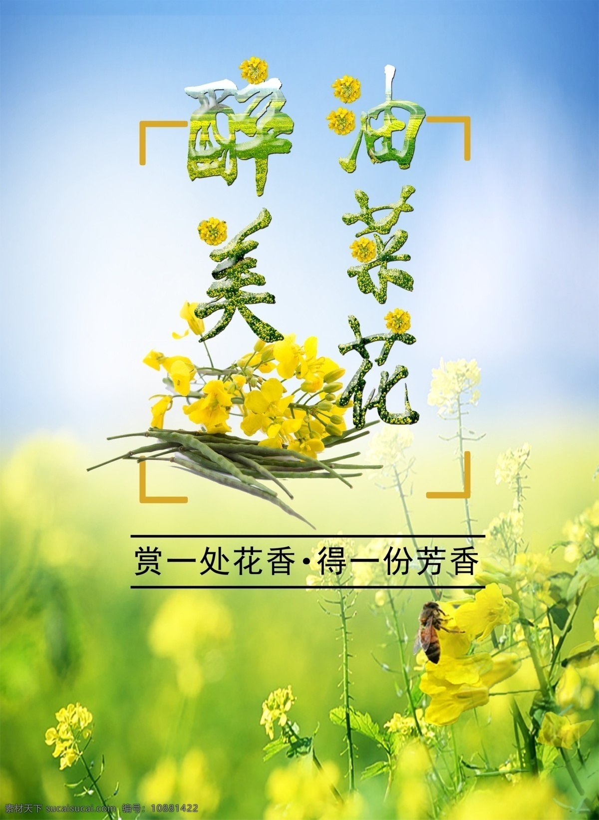 醉 美 油菜花 清新 宣传海报 自然 展板 蓝色 黄色 海报 菜花