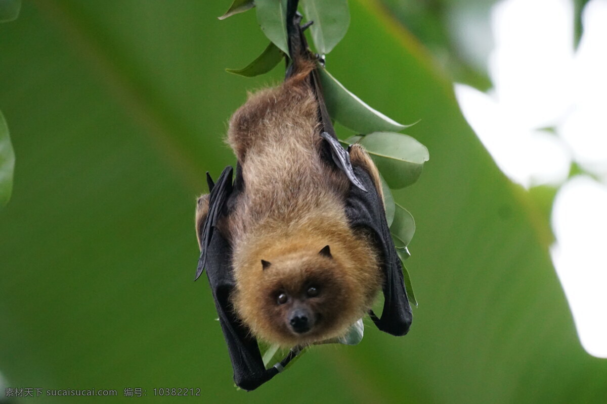 野生 蝙蝠 高清 小型 野生动物 小型动物 小动物