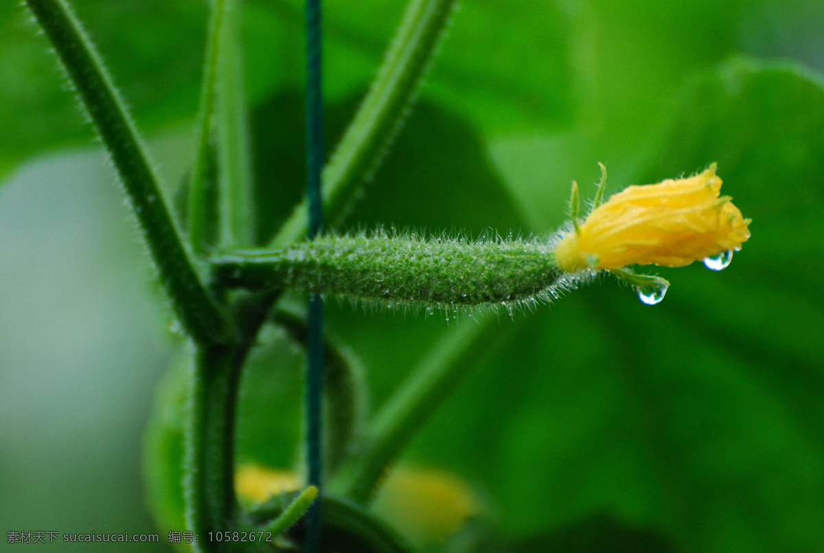 小黄瓜 乳黄瓜 黄瓜 黄瓜花 蔬菜 植物 生物世界