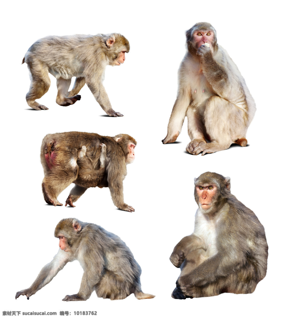 猴子摄影 猴子 动物摄影 动物世界 野生动物 陆地动物 生物世界 白色