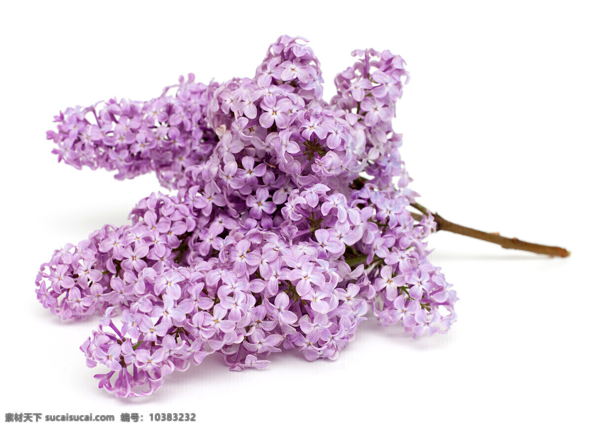 紫色丁香 丁香 紫色 紫色丁香图片 高清图片 白色