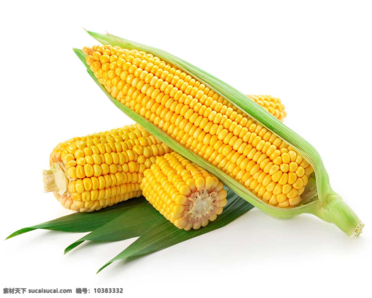 饱满 玉米 新鲜的玉米 农物 食品 玉米图片 蔬菜图片 餐饮美食