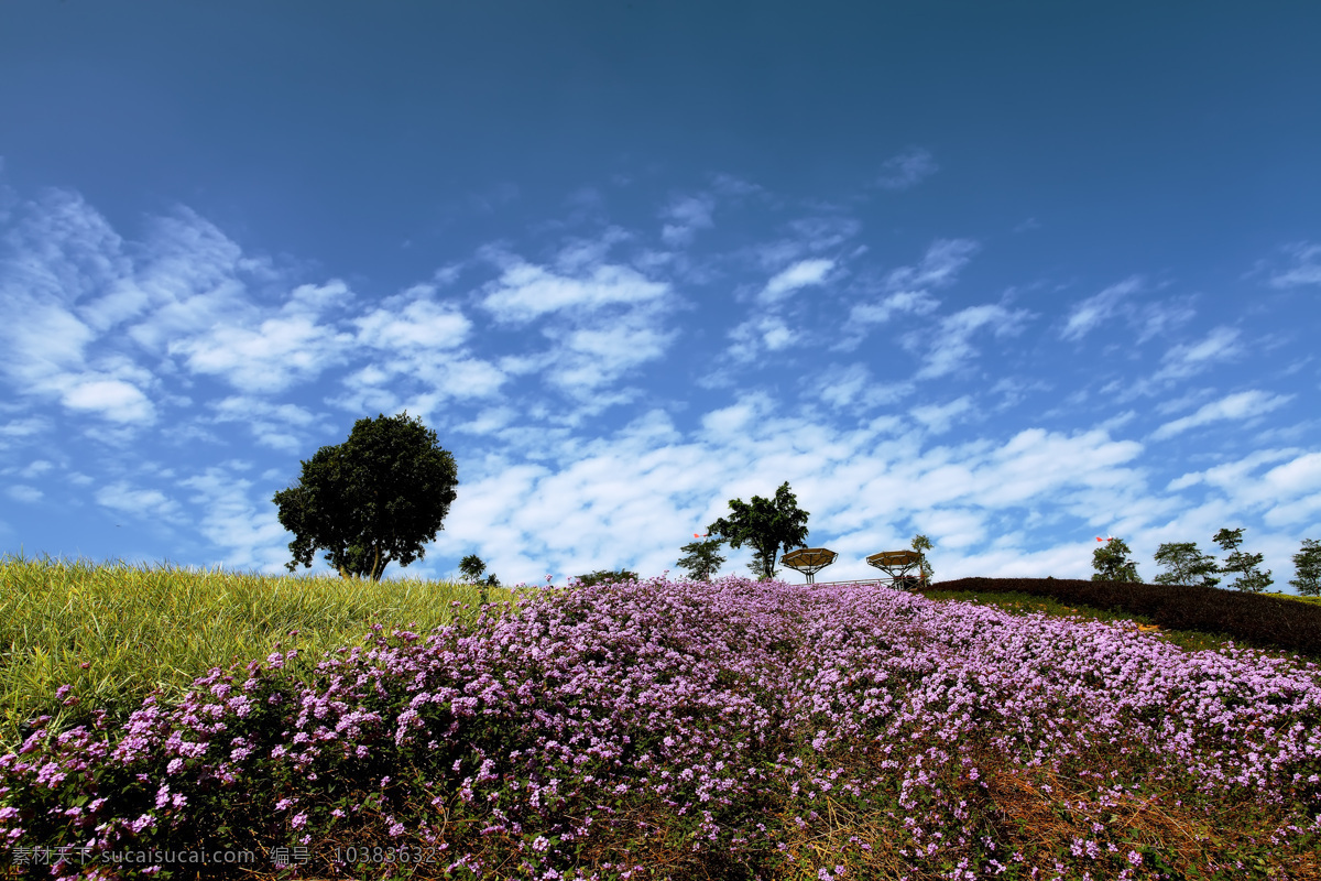 田园鲜花风景 天空 度假 风景 美景 自然景观 自然风景 旅游摄影 旅游 蓝天白云 田园 鲜花 黑色