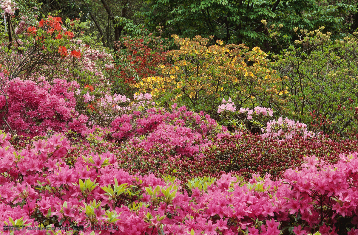 兴安杜鹃花 杜鹃花 树林 美丽景色 红色