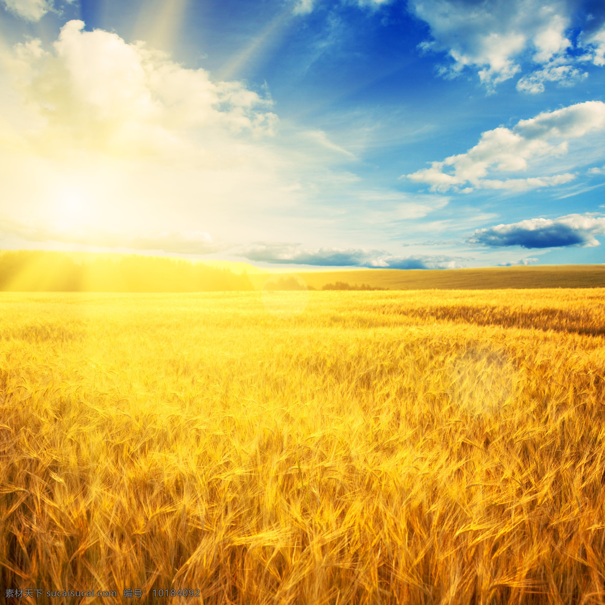 金黄的麦田 秋天 秋季 天空 蓝天 白云 太阳 阳光 小麦 麦穗 麦子 丰收 美丽景色 乡村风景 野外风景 自然风景 生态环境 自然景观