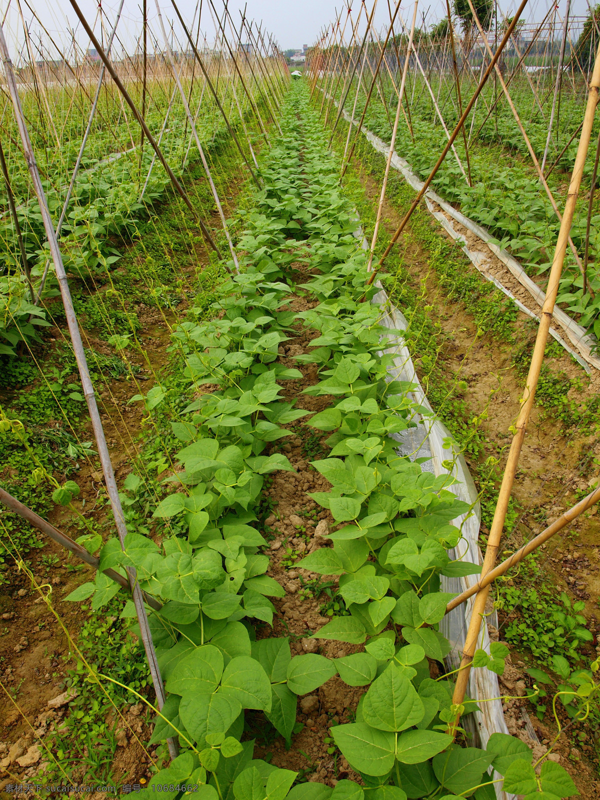 菜园种植基地 绿色蔬菜 豆角园 农田 野外 田园 春天 农作物 蔬菜 农民 植物 照片 游玩 风景 自然景观 田园风光