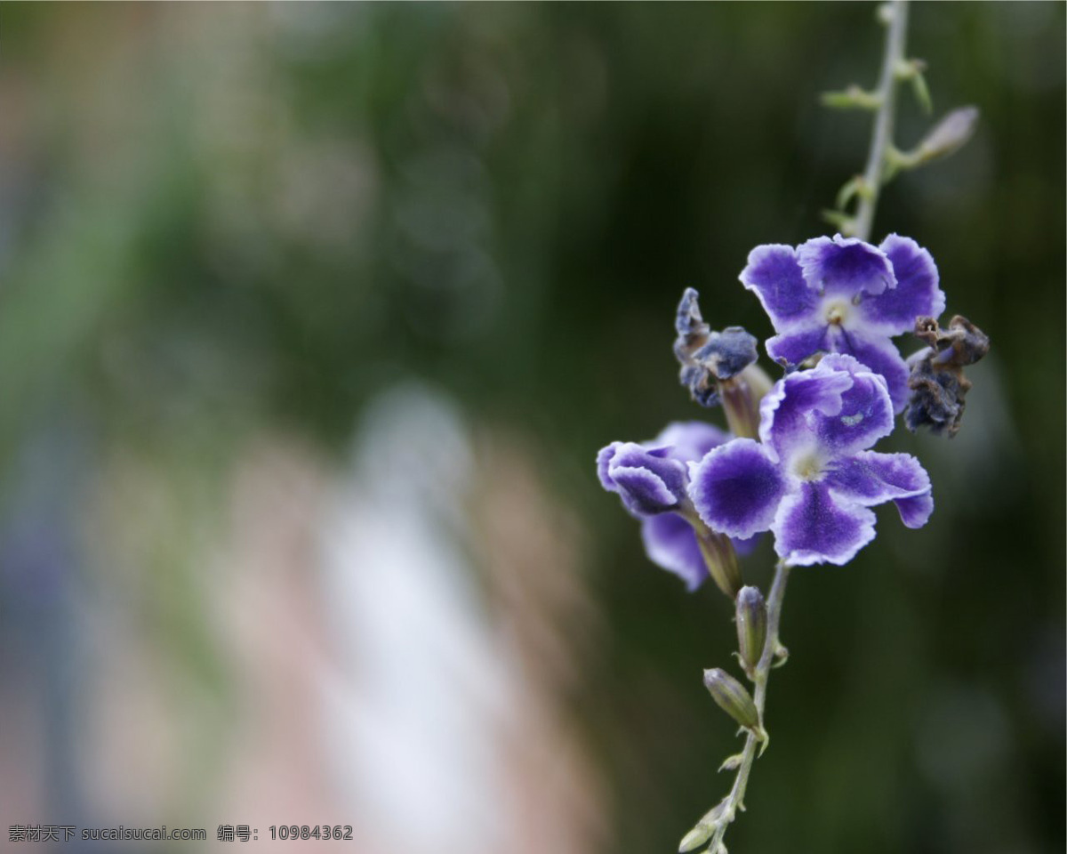 位图 植物图案 写实花卉 花朵 免费素材 面料图库 服装图案 黑色