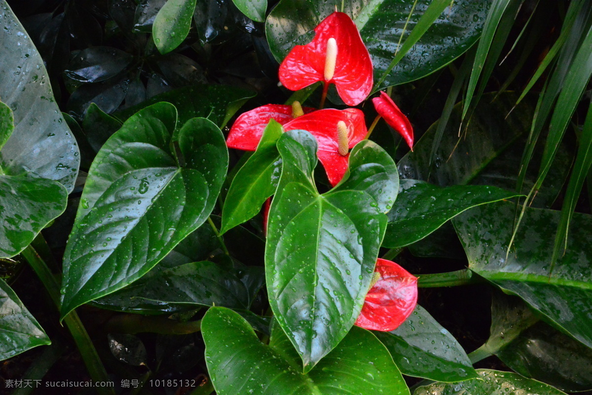 火鹤花 花坛 红掌 花烛 安祖花 红鹅掌 花卉 观赏花卉 植物 花儿 花草 绿化景观 红掌粉掌 生物世界