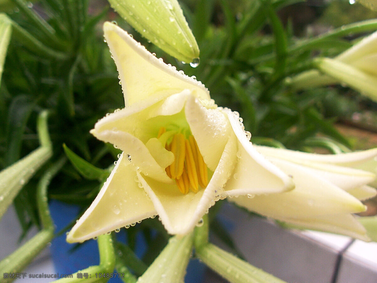 百合 大自然 花苞 花草 花朵 花卉 花盆 花蕊 綻放 花心 水桶 切花 水滴 花束 生物世界 盆栽 psd源文件