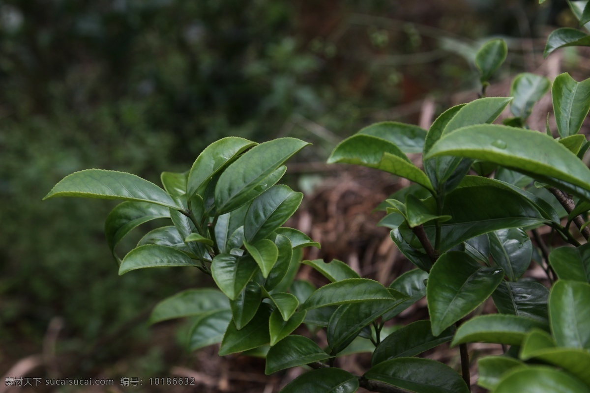 凤凰单枞茶 茶树 肉桂 凤凰单丛茶 凤凰茶 潮州茶 茶树品种 肉桂香 凤凰 单 枞 茶 品种 树木树叶 生物世界