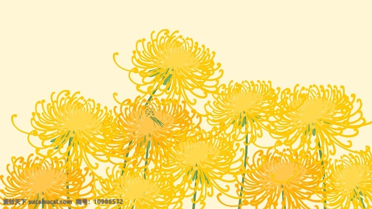 黄色 手绘 花朵 banner 背景 菊花 海报背景 卡通背景 手绘菊花 黄菊花 psd背景