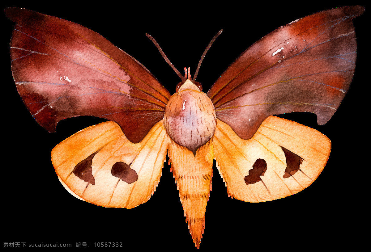 美丽 蝴蝶 透明 卡通 抠图专用 装饰 设计素材