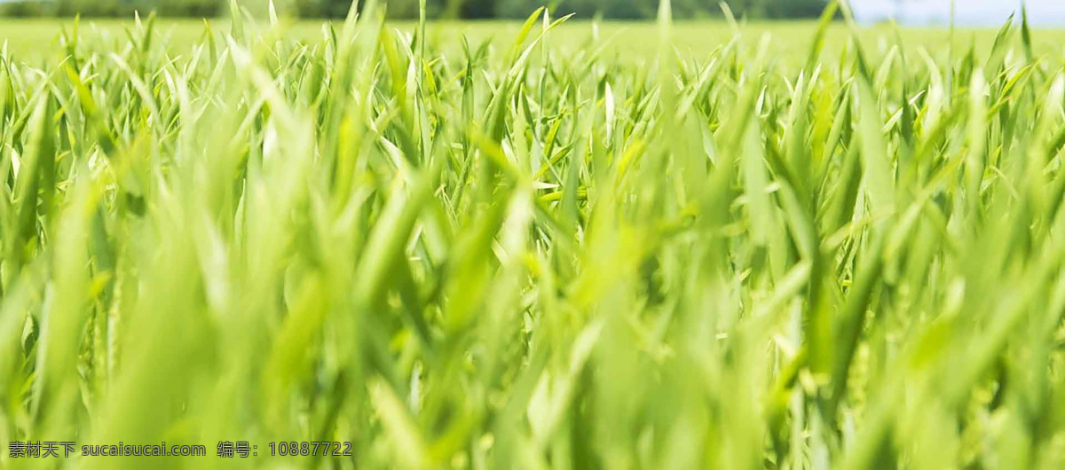 花纹 边框 花簇 绿色 花框 装饰 元素 底纹 壁纸 大气 小清新 植物 春天 夏天 展板 背景底纹 底纹边款 宣传单 绿色元素 高清 唯美 绿色背景底纹 装饰素材大全 小元素 新鲜 海报背景 背景 图案 淘宝背景 免扣